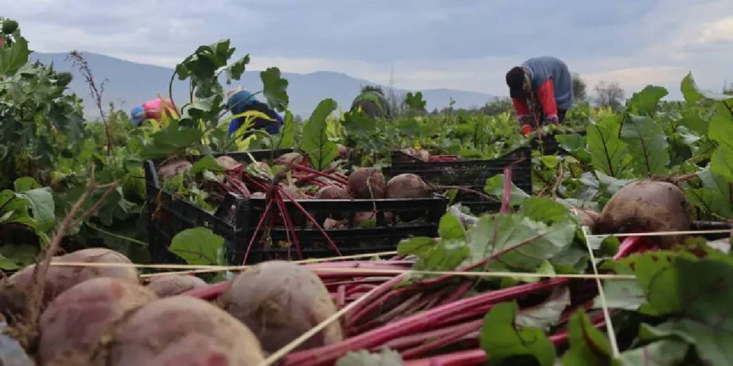 Kırmızı elmasta hasat heyecanı! Lezzeti kadar sağlığa faydası da çok: 40 TL’den kapış kapış satıyor 2